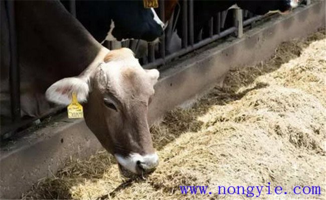 用啤酒糟飼喂奶牛的方法