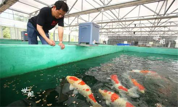 錦鯉飼料投喂