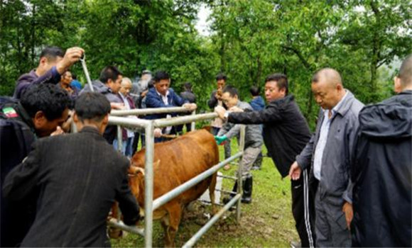 肉牛胚胎移植繁殖技術(shù)