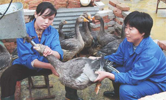 鵝的填飼肥育法