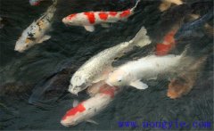 鯉魚(yú)是什么魚(yú)，鯉魚(yú)是淡水魚(yú)還是海水魚(yú)？