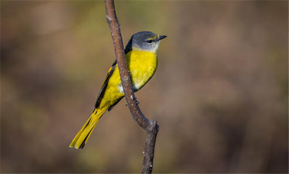 山霸王鳥如何飼養(yǎng)