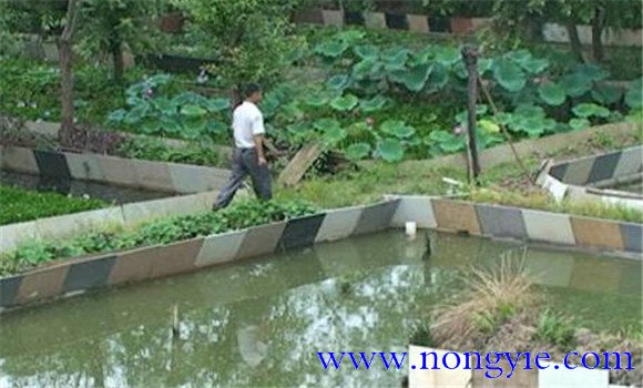 甲魚(yú)養(yǎng)殖場(chǎng)地要求