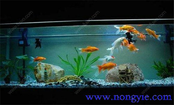 怎樣飼養(yǎng)金魚，飼養(yǎng)金魚注意事項和技術(shù)要點