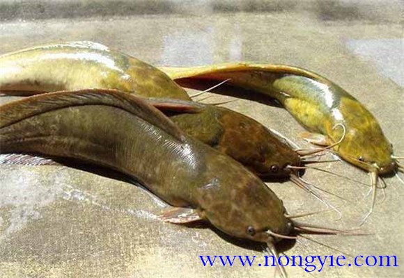 革胡子鯰和鯰魚的區(qū)別