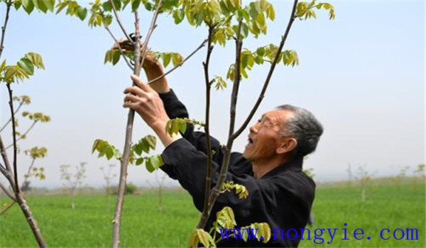 核桃樹整形剪枝的方法