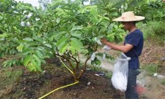 番石榴修剪方法與疏花疏果、果實套袋技術要點