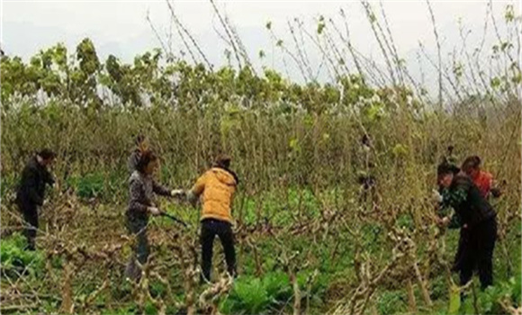 桑樹施肥的技術要點