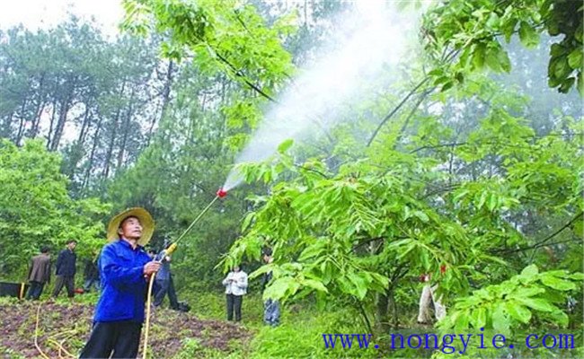 葉面肥可以和農(nóng)藥混用