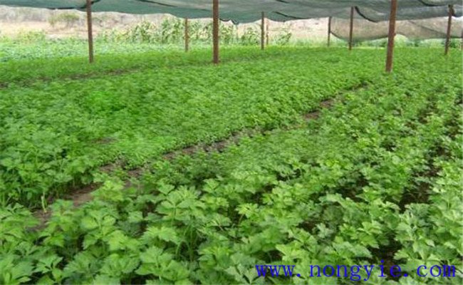 種植芹菜施什么肥好