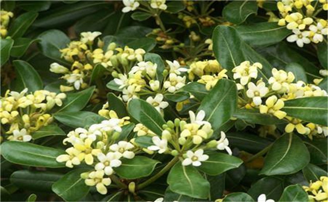 冬青開(kāi)花嗎？