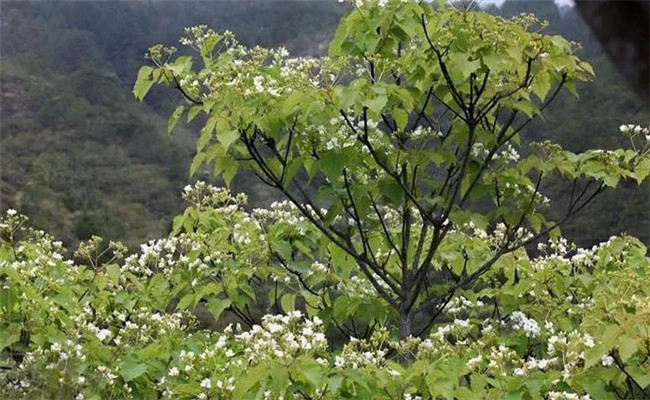 油桐樹的生態(tài)習性