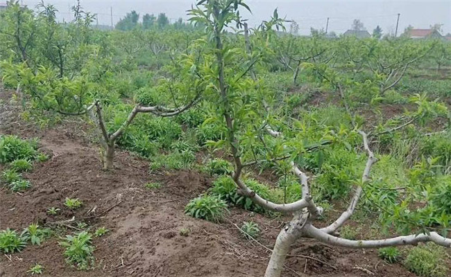 草銨膦傷果樹根嗎