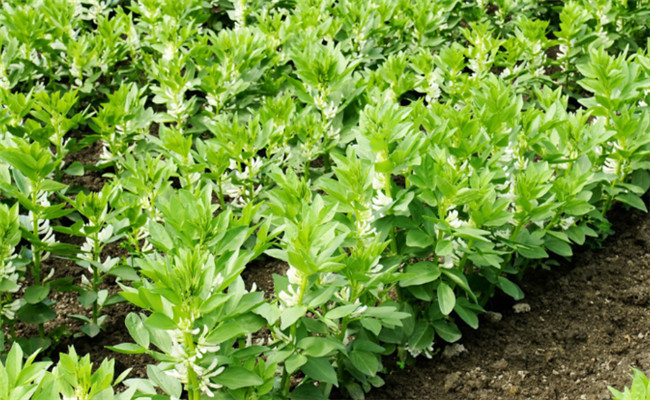 蠶豆種植時(shí)間是幾月份