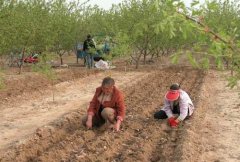 山藥種植前如何處理，種植山藥如何整地挖溝