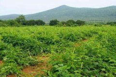 山藥的種植成本及利潤 山藥種植與栽培管理要點