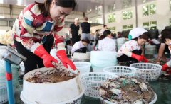 梭子蟹一般在幾月份上市，怎樣挑選肥的梭子蟹