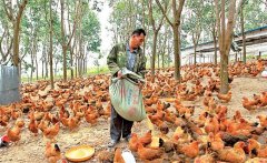 養(yǎng)雞用鹽的講究:飼料食鹽用量、食鹽中毒的防治