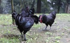 烏骨雞的常用礦物質(zhì)、維生素飼料簡介