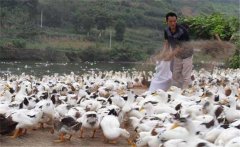 育成鴨的飼料與營養(yǎng)需求，育成鴨如何限制飼喂