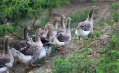 生產(chǎn)肥肝鵝的品種、性別與年齡選擇問題