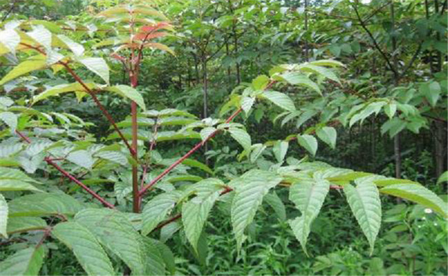 銀鵲樹是什么植物