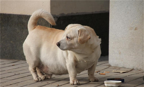 幼犬補飼注意事項