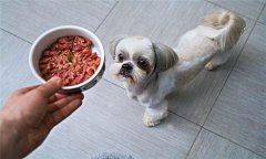 犬飼料中為何要添加鐵、銅等微量元素