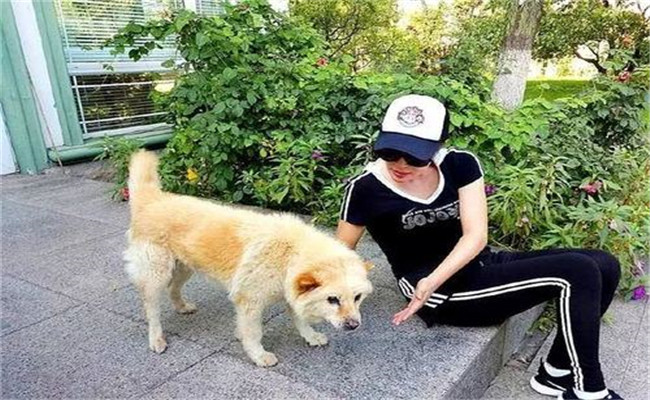 怎樣喂養(yǎng)妊娠犬、哺乳犬