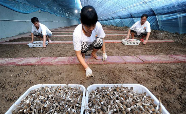 雞樅菌人工種植技術(shù)要點