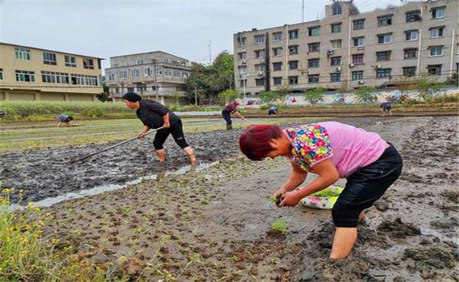 谷雨兩旁，西瓜下秧