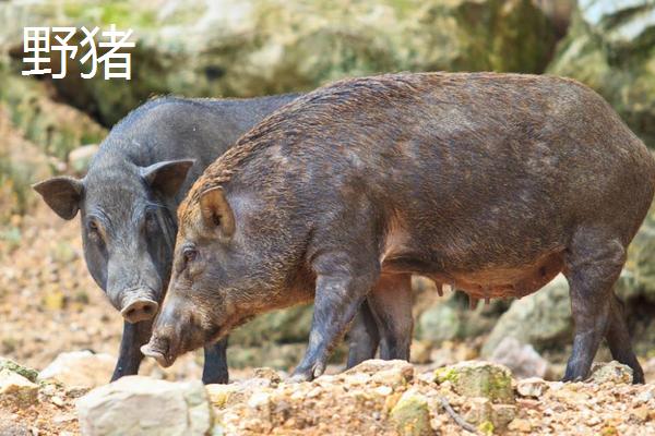 野豬一般幾點(diǎn)出來活動