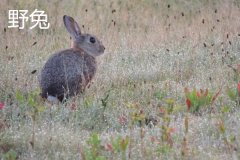 養(yǎng)野兔犯法嗎？養(yǎng)野兔子要注意什么？