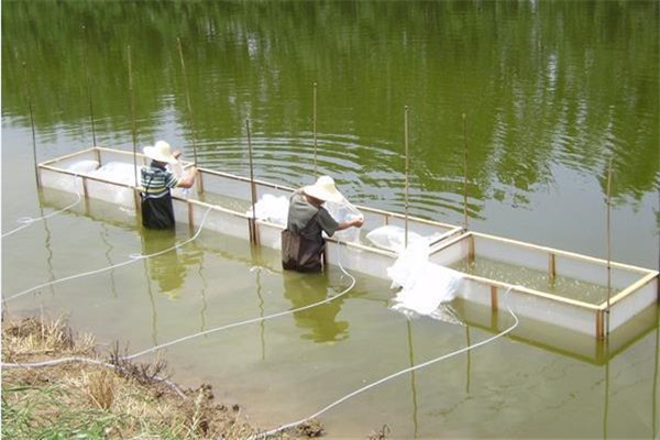 黃顙魚的飼養(yǎng)管理要點