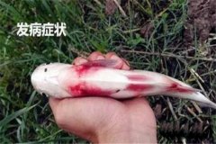 草魚(yú)出血病怎么治療，有哪些癥狀？