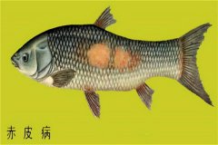 養(yǎng)殖魚類怎樣防治赤皮??？如何預(yù)防？