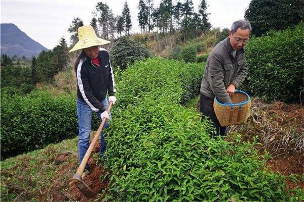 幼齡茶樹的除草、松土