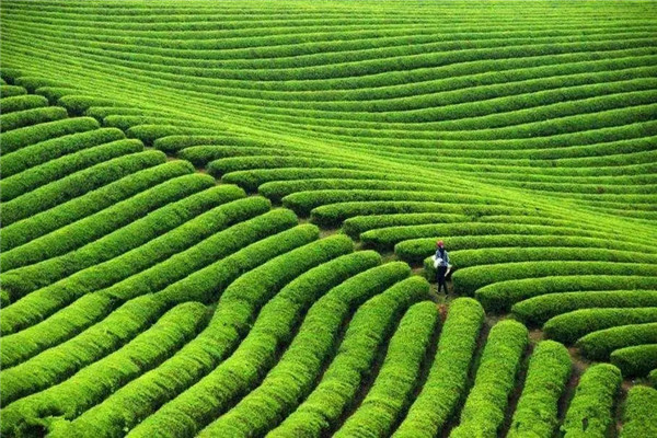 茶園的土壤土質(zhì)要求