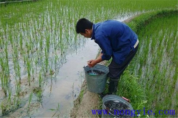 稻田養(yǎng)殖草魚發(fā)病率低，容易管理