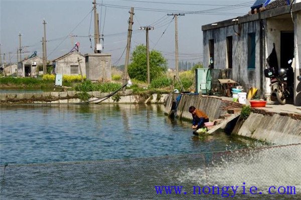 魚(yú)、鵝綜合養(yǎng)殖注意事項(xiàng)