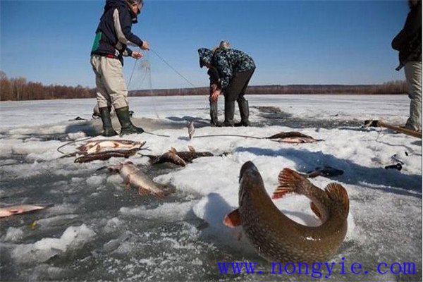 及時起捕成魚