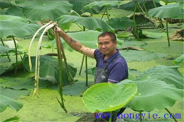 魚種的放養(yǎng)