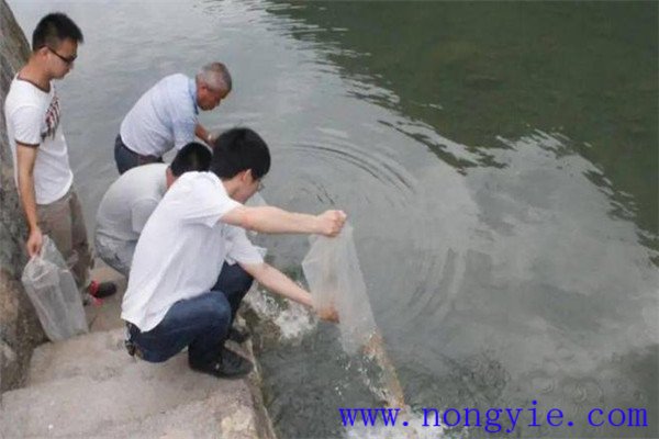 合理確定放養(yǎng)魚種密度