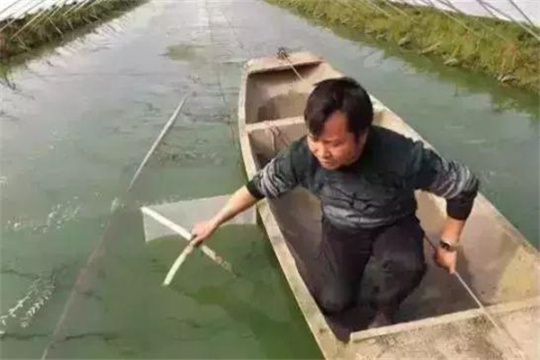 注重培育好餌料生物