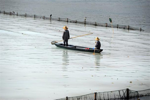 清除野雜魚，減少爭食者