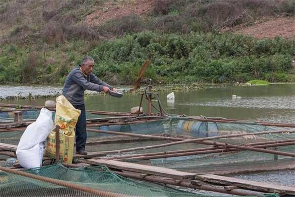 寒冷天氣羅非魚養(yǎng)殖管理