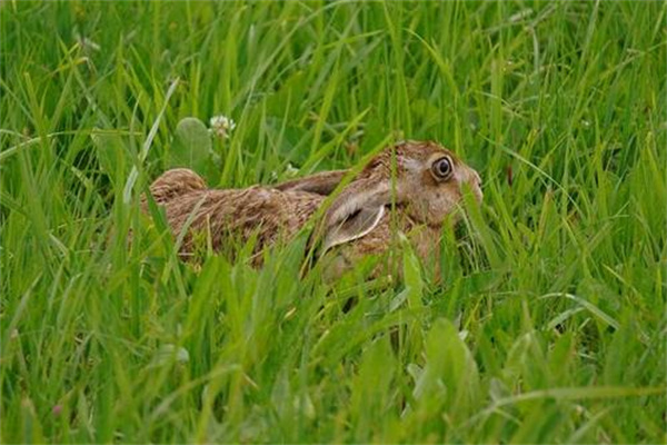 野兔是不是國家保護動物