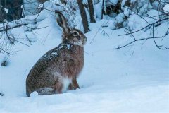 冬季野兔的活動規(guī)律，它冬天什么時候出來？