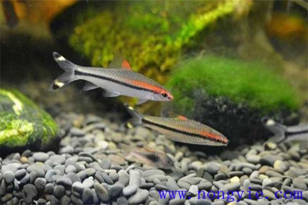 熱帶魚(yú)子魚(yú)的護(hù)理