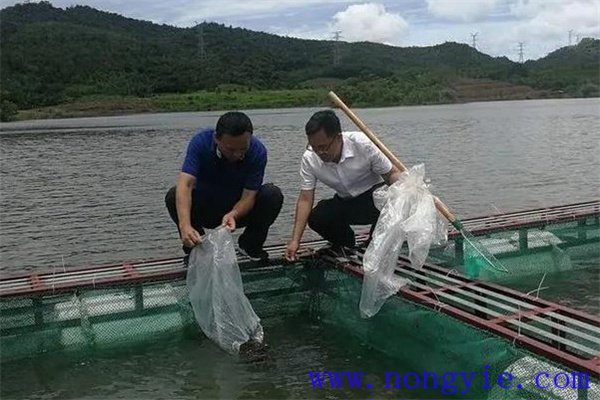 加州鱸魚如何進(jìn)行食性馴化